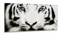 Quadros Decorativos Tigre Branco 120x60 em tecido canvas 130x60