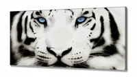 Quadros Decorativos Tigre Branco 120x60 em tecido canvas 130x60 - Foto 2