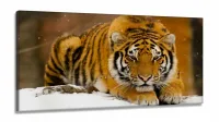 Quadros Decorativos Tigre Neve em tecido canvas 130x60