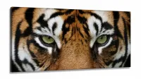 Quadros Decorativos Tigre Olhar Feroz 120x60 em tecido canvas 130x60