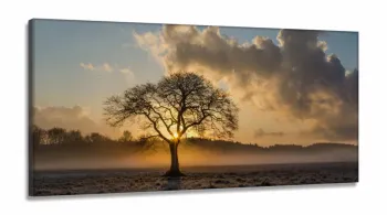 Quadro Decorativo Árvore Seca Raio De Luz 130x60 em Tecido Canvas
