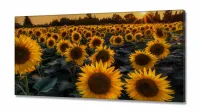 Quadro Decorativo Campo de Girasol em Tecido Canvas 130x60 - Foto 2