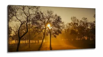 Quadro Decorativo Nascer Do Sol Na Floresta em Tecido Canvas 130x60  Sala
