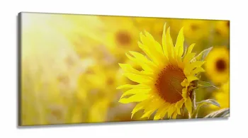 Quadros Decorativos Girassol Hd Quarto Sala em Tecido Canvas 130x60