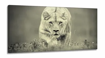 Quadro Decorativo Leoa Preto e Branco em tecido canvas 130x60
