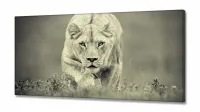 Quadro Decorativo Leoa Preto e Branco em tecido canvas 130x60 - Foto 2