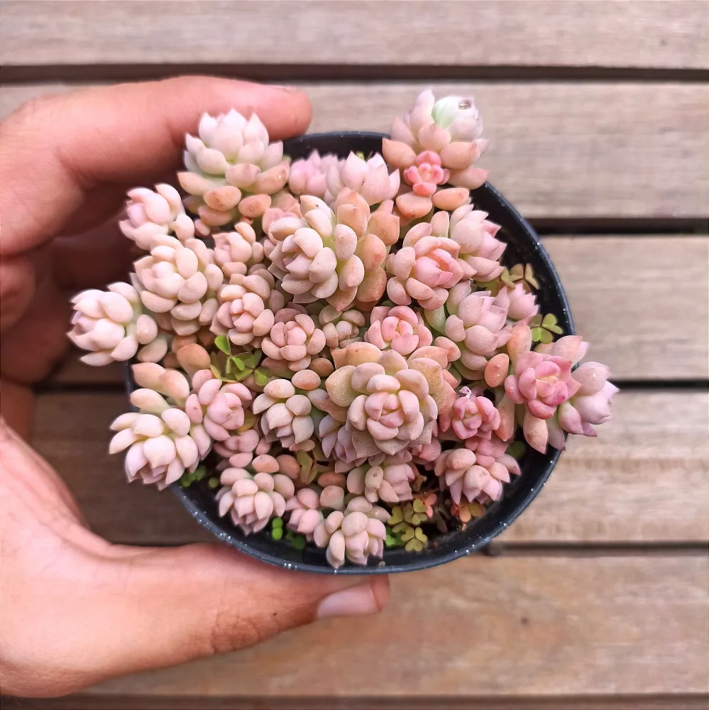 Echeveria querencia (vaso9)