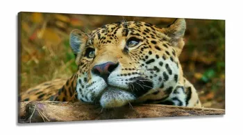 Quadro Decorativo Onça Pintada em Tecido Canvas 130x60