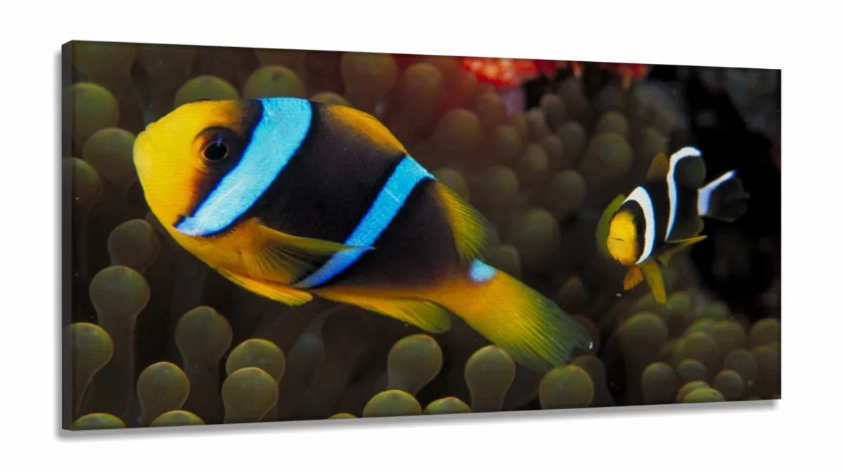 Quadro Decorativo Peixe Palhaço em Tecido Canvas 130x60 Imagem