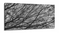 Quadro Galhos Secos Caindo em Preto e Branco Jogoem Tecido Canvas 130x60