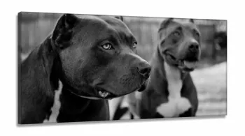 Quadros Decorativos 2 Pitbull em Tecido Canvas 130x60