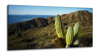 Quadros Decorativos Cactoem Tecido Canvas 130x60