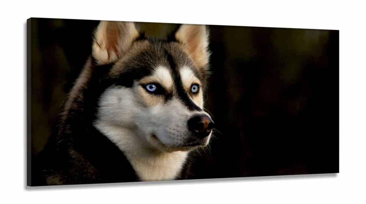 Quadros Decorativos Husky Siberiano em Tecido Canvas 130x60 Imagem