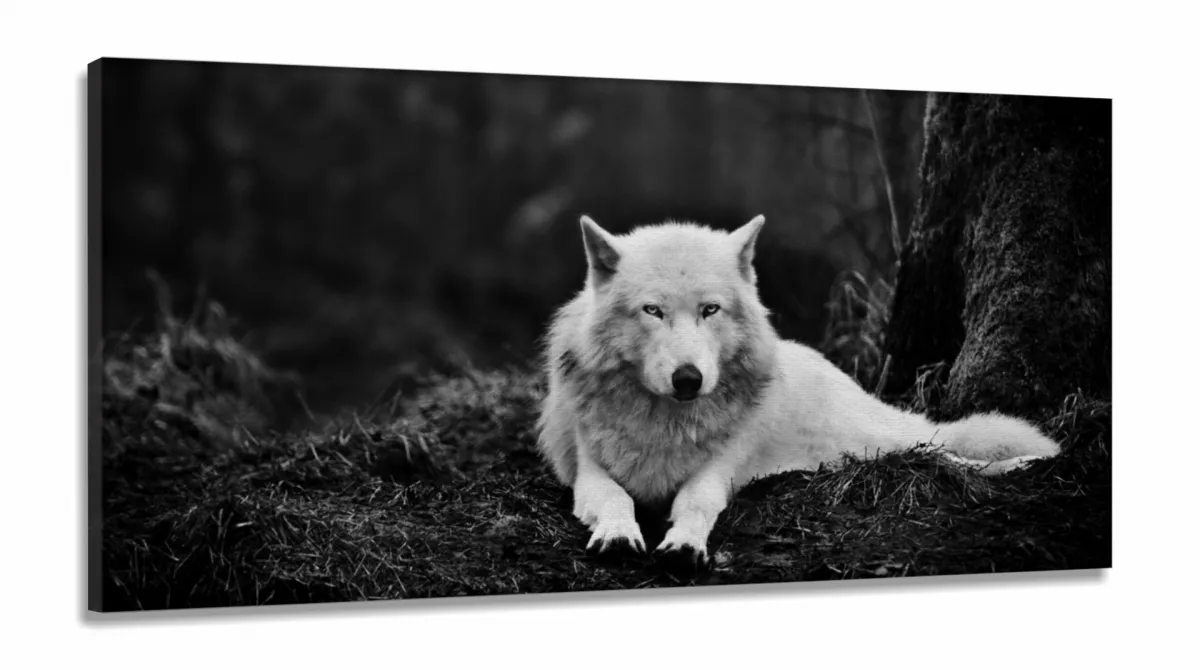 Quadros Decorativos Lobo Branco em Tecido Canvas 130x60 Imagem