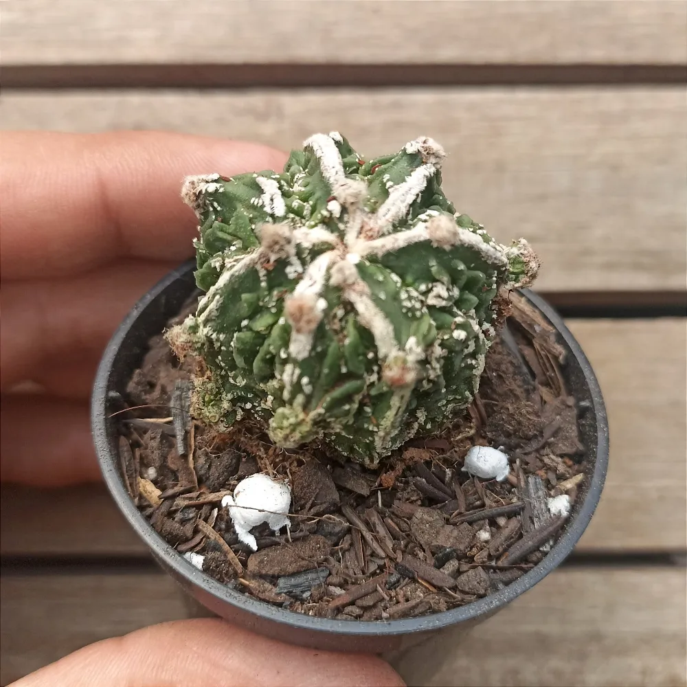Astrophytum myriostigma cv. Haku-Jo (vaso6)