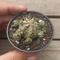 Astrophytum myriostigma cv. Haku-Jo (vaso6) - Foto 2