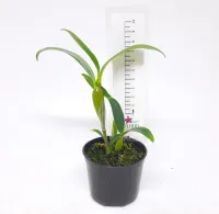 Dendrobium densiflorum (pequeno) - Foto 2