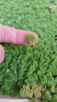 Azolla  - Loja - Foto 2