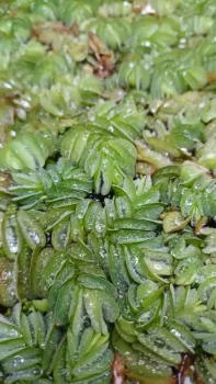 Salvinia  - Loja - Foto 2