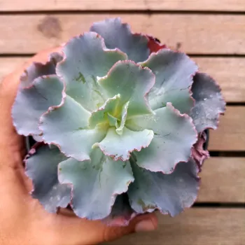 Echeveria 