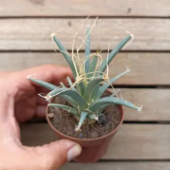 Leuchtenbergia principis (vaso7) - Foto 2