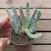 Cheiridopsis candidissima (vaso9) - Foto 3