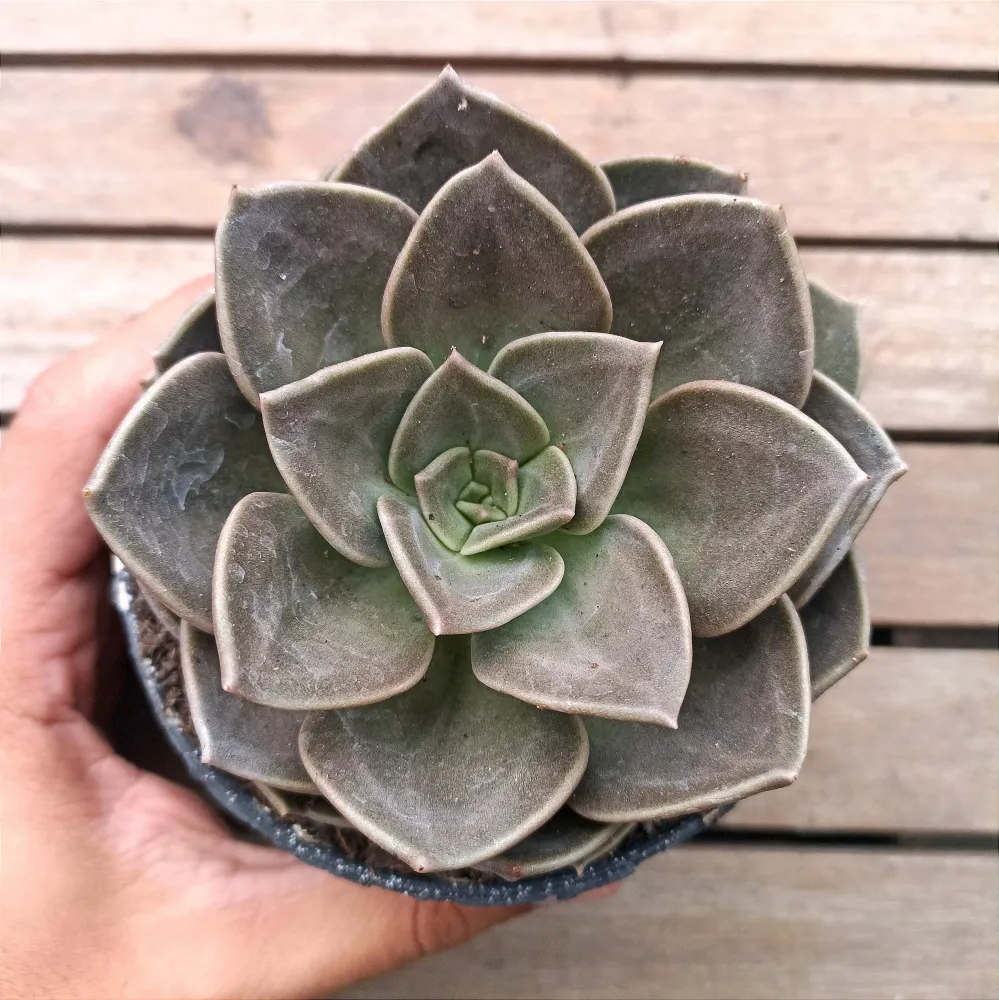Echeveria 