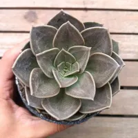 Echeveria 'Concrete Jungle' (vaso11)