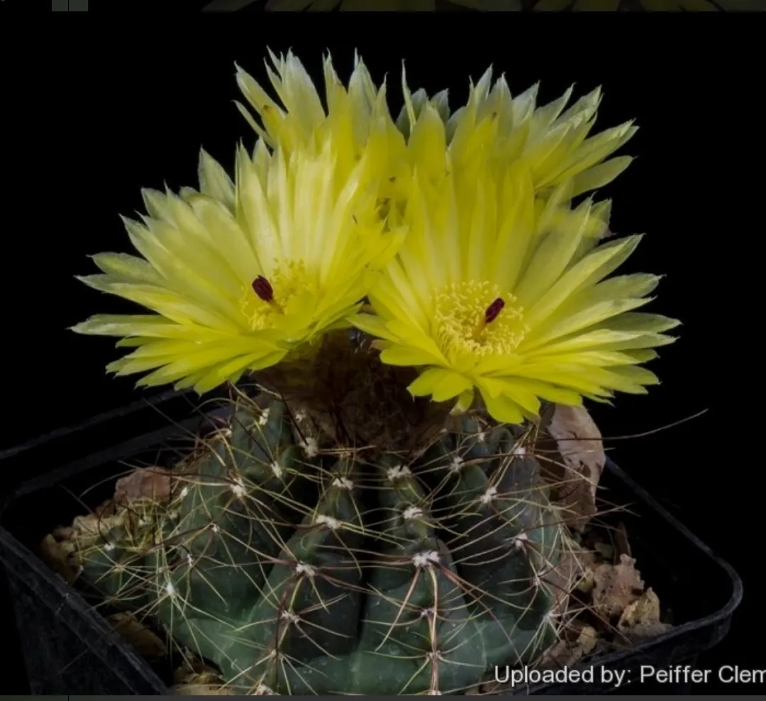 Notocactus ottonis (vaso6) Imagem