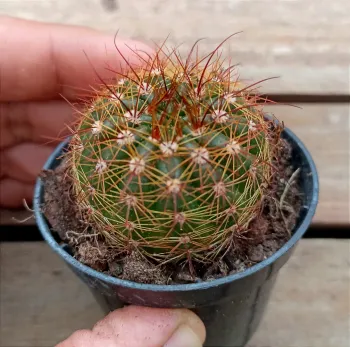 Notocactus ottonis (vaso6) - Foto 2