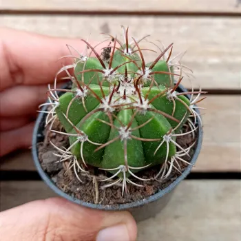 Melocactus violaceus (Coroa de Frade - vaso6) - Foto 2