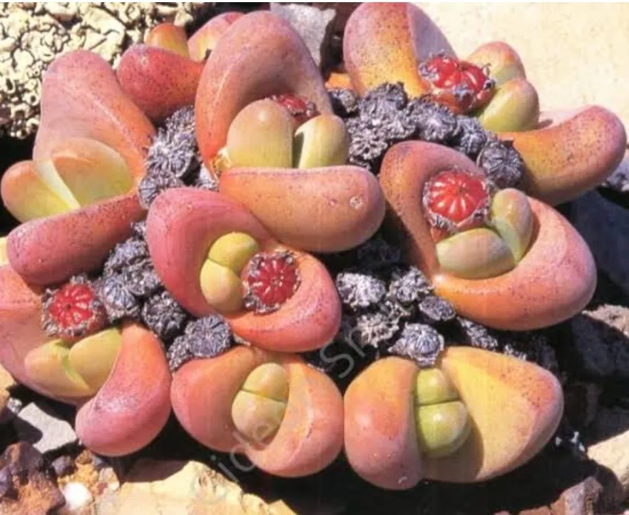 Tanquana prismatica (vaso7)