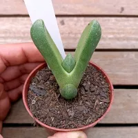 Tanquana prismatica (vaso7) - Foto 2