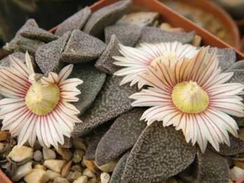 Aloinopsis rubrolineata (vaso7)