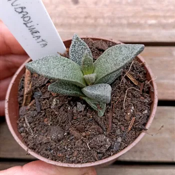 Aloinopsis rubrolineata (vaso7) - Foto 2