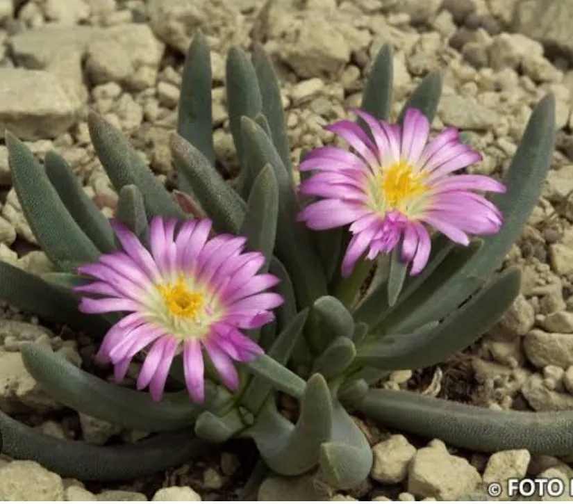 Delosperma harazianum (vaso6) Imagem