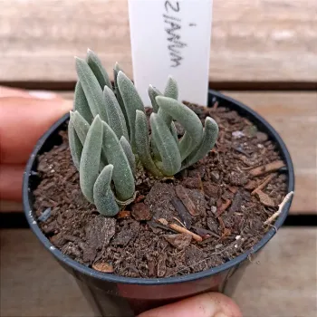 Delosperma harazianum (vaso6) - Foto 2