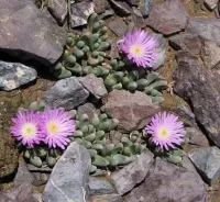 Delosperma harazianum (vaso6) - Foto 3