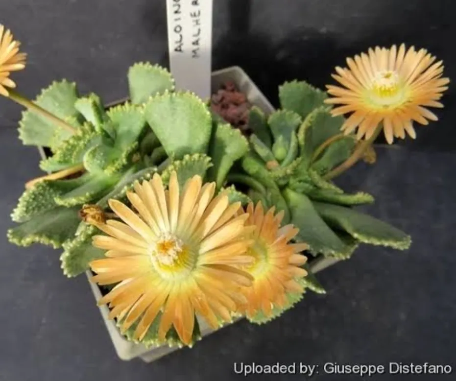 Aloinopsis spathulata (vaso7) Imagem