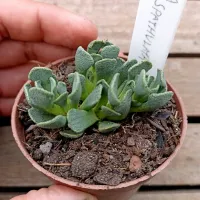 Aloinopsis spathulata (vaso7) - Foto 2