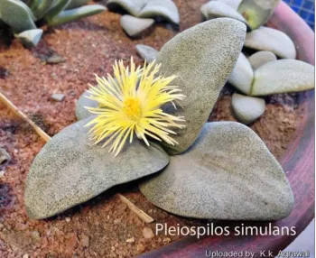 Pleiospilos simulans (vaso7)