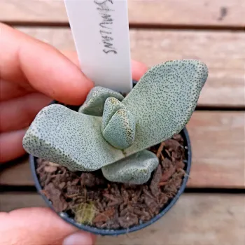 Pleiospilos simulans (vaso7) - Foto 2