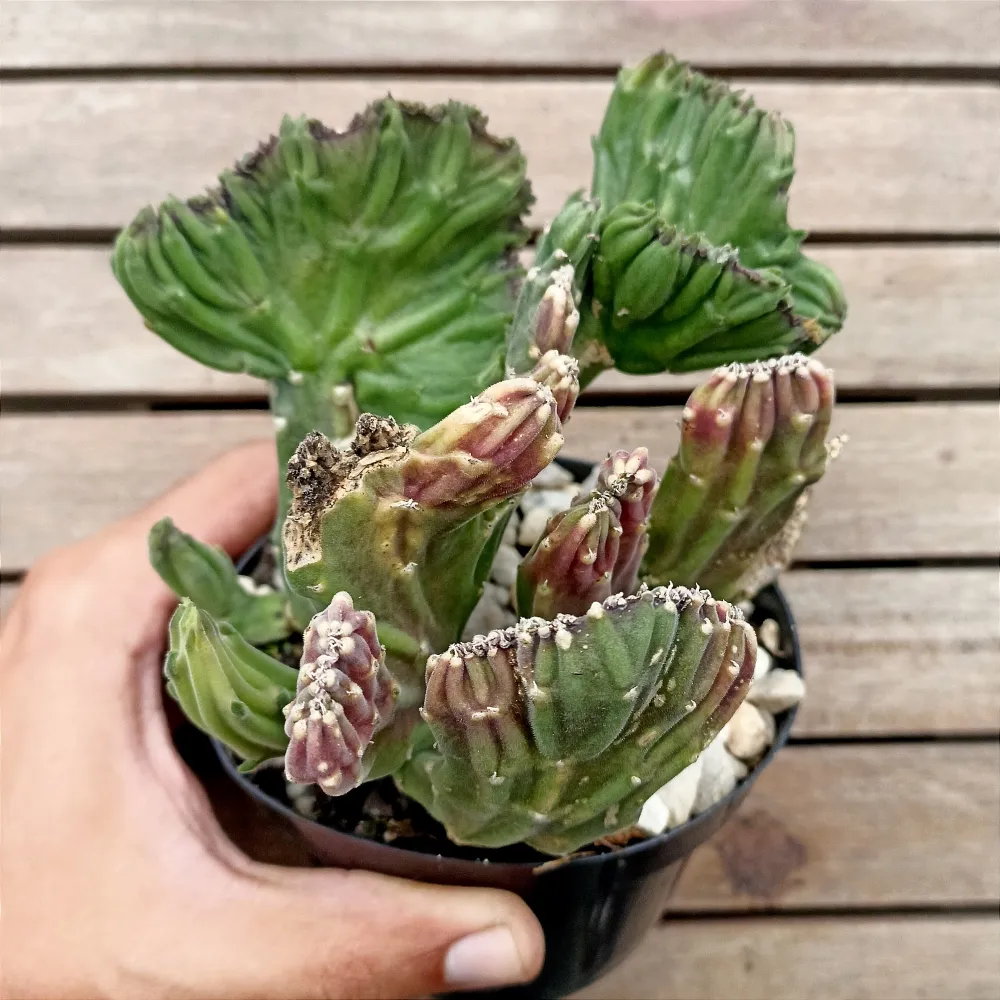 Stapelia leendertziae cristata (única - vaso11)