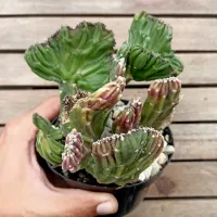 Stapelia leendertziae cristata (única - vaso11)