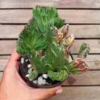 Stapelia leendertziae cristata (única - vaso11) - Foto 2