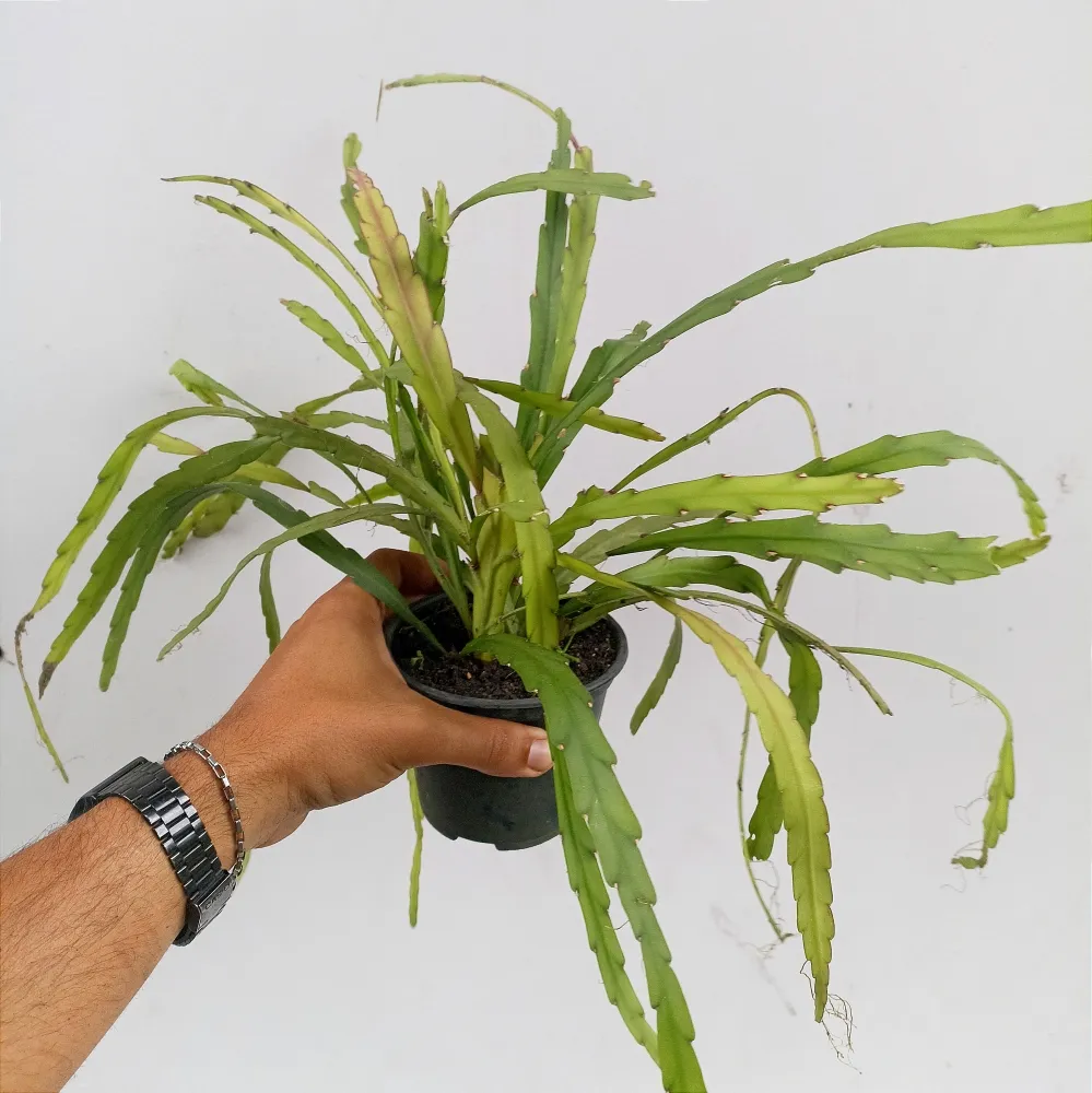 Rhipsalis bolivianum (vaso11)  Imagem