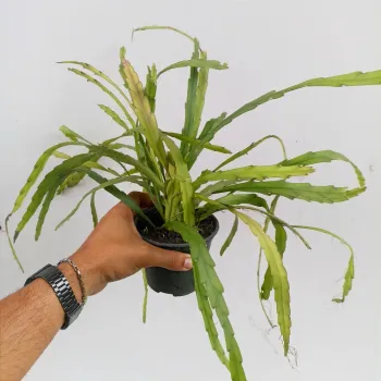 Rhipsalis bolivianum (vaso11) 