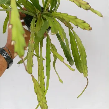Rhipsalis bolivianum (vaso11)  - Foto 2