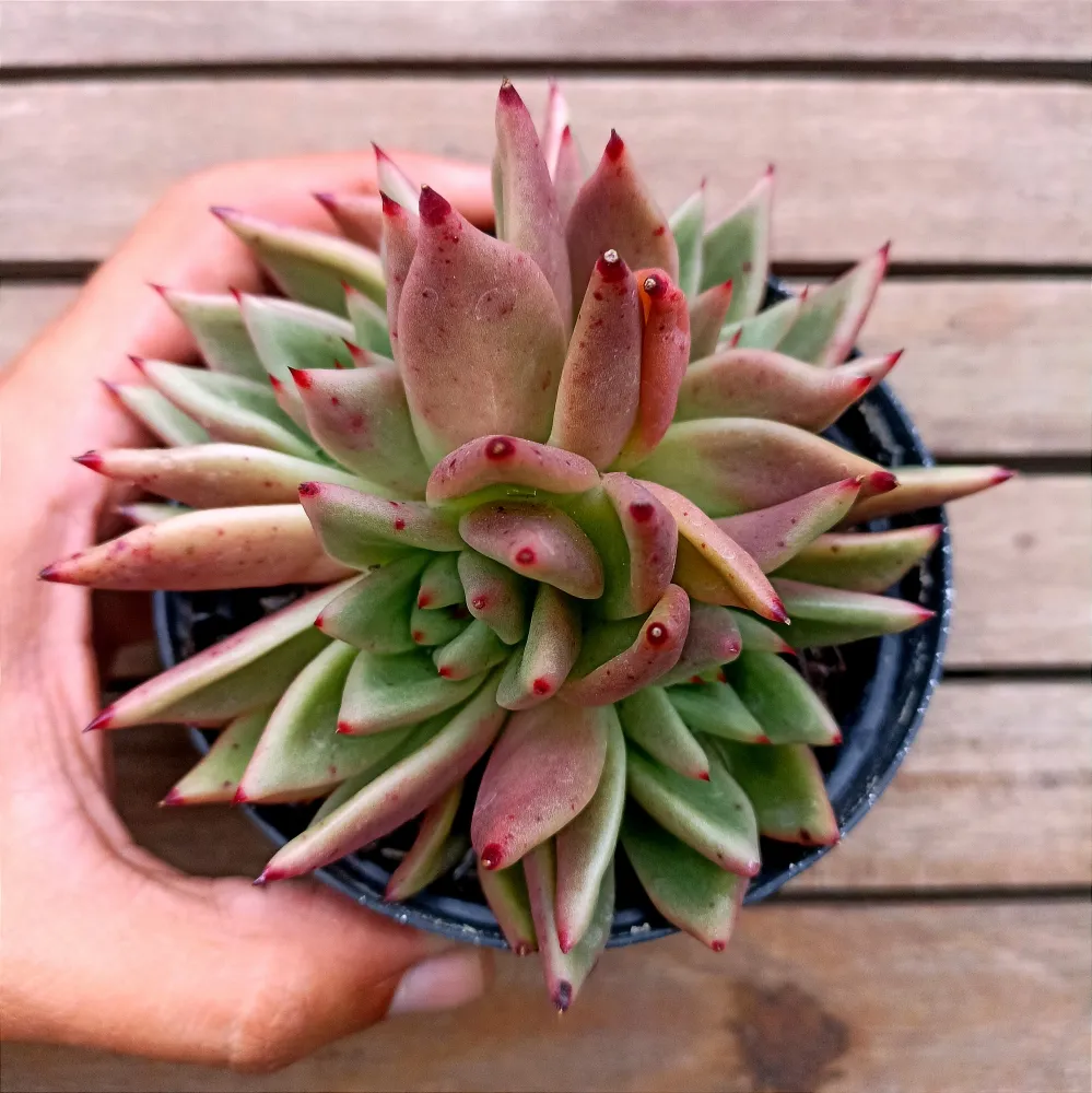 Echeveria agavoides Romeo X Ebony (colônia única - vaso11)