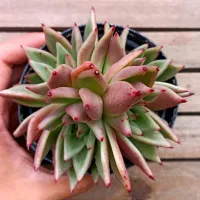 Echeveria agavoides Romeo X Ebony (colônia única - vaso11) - Foto 2